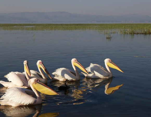 Rift valley Lakes, Konso & Dorze villages 7 Days